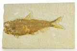 Bargain, Fossil Fish (Knightia) - Wyoming #363796-1